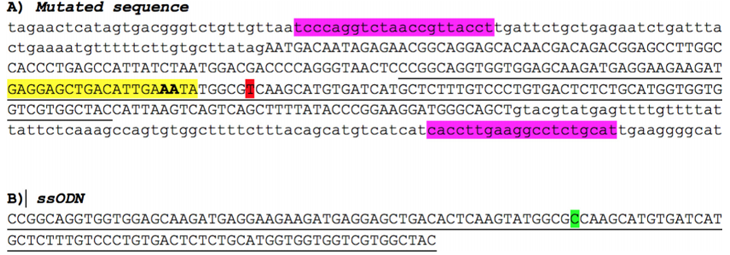 CRISPR/Cas9 and ssODN used to repair the point mutation in A79V-hiPSC.