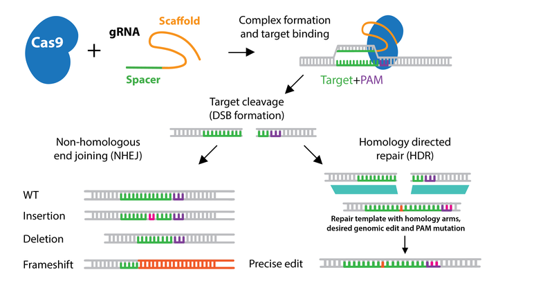 Ubigene Cas