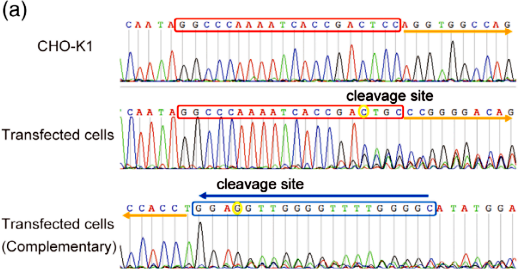 （a）The constructed sgRNA targeted a unique sequence in exon 4 of the Anxa2 gene. The amplicon sequence was analyzed in both directions.